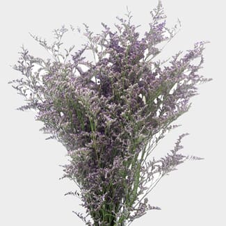 limonium misty blue