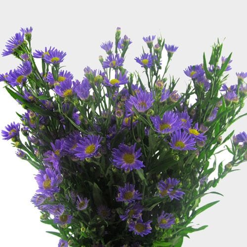 Wholesale flowers prices - buy Monte Casino Aster Purple Flowers in bulk