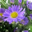 Monte Casino Aster Purple Flowers