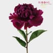 Peony Flower Red