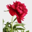 Peony Flower Red