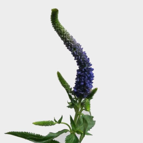 Wholesale flowers prices - buy Veronica Blue Flower in bulk