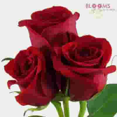 Red Rose Freedom 40 cm.