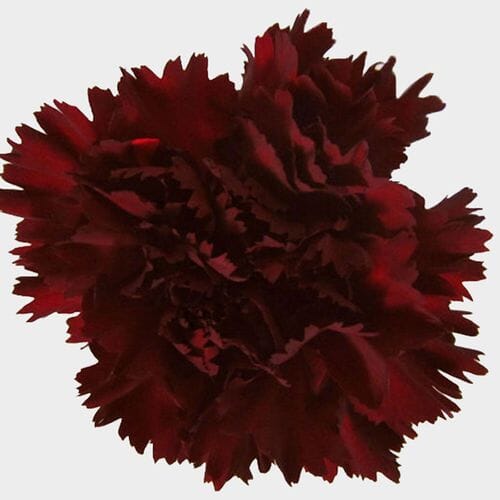 Bulk flowers online - Burgundy Fancy Carnation Flower