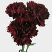 Burgundy Fancy Carnation Flower