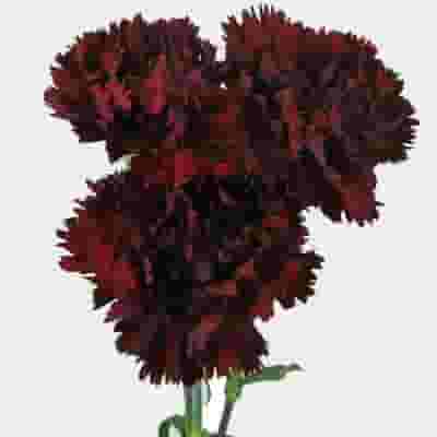 Burgundy (Dark Red) Carnation Wholesale Fresh Flower