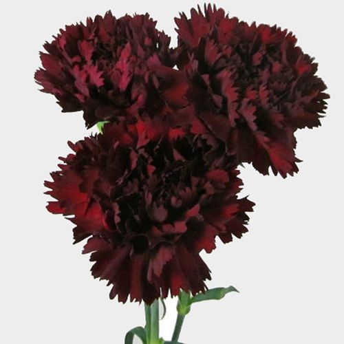 Burgundy Fancy Carnation Flower - Wholesale - Blooms By The Box