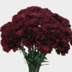 Burgundy Fancy Carnation Flower