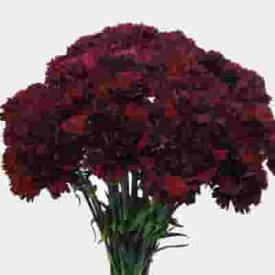 Burgundy (Dark Red) Carnation Wholesale Fresh Flower