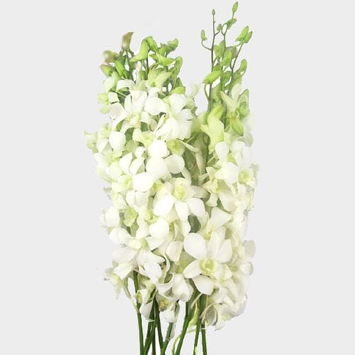 Bulk flowers online - Dendrobium Orchid White Flowers