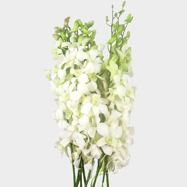 Dendrobium Orchid White Flowers Wholesale Blooms By The Box