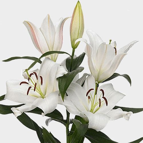 Wholesale flowers prices - buy Lily Navona White 3-5 Bloom Flower in bulk