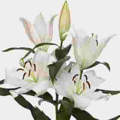 Lily Navona White 3-5 Bloom Flower