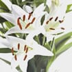 Lily Navona White 3-5 Bloom Flower