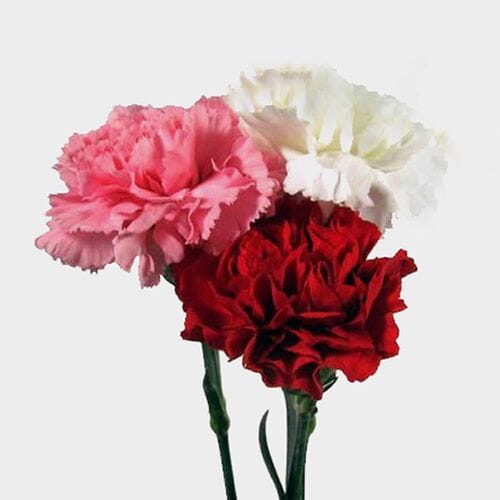 Hot Pink Carnation Flowers buy bulk flowers- JR Roses