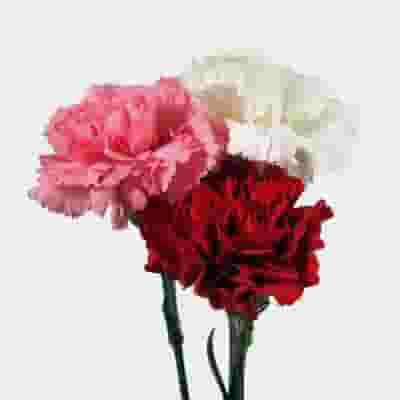 Valentines Day Carnation Pack - Red/White/Pink