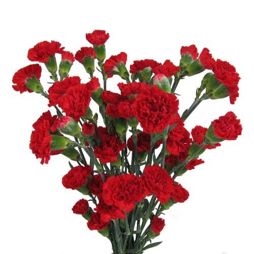 Red Flowers - Wholesale Bulk Flowers - Blooms By The Box