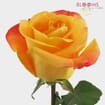 Orange Rose 50 cm.