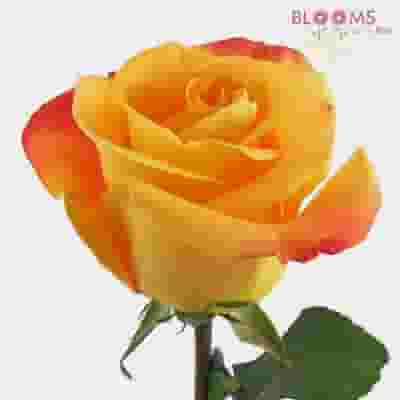 Orange Rose 50 cm.