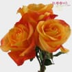 Orange Rose 50 cm.