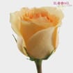 Peach Rose 40 cm.