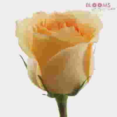 Peach Rose 40 cm.