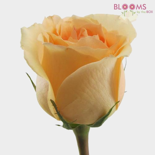 Peach Rose 40 cm.
