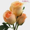 Peach Rose 40 cm.