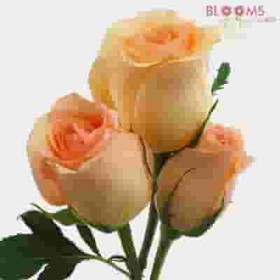 Peach Rose 40 cm.