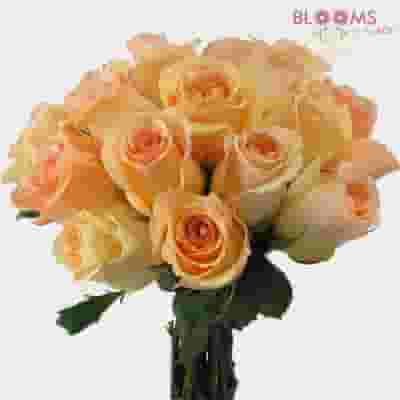 Peach Rose 40 cm.