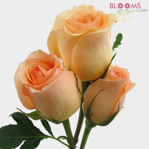 Peach Rose 50 cm.