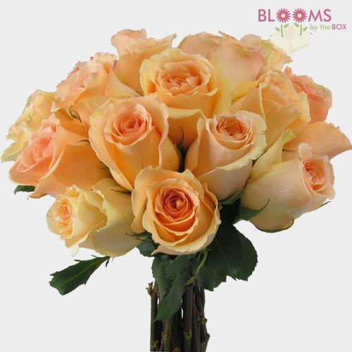 Peach Rose 60 cm.