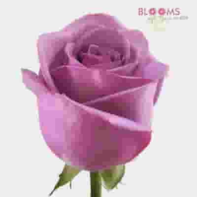 Lavender Rose 60 cm.