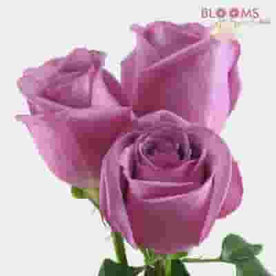 Lavender Rose 60 cm.