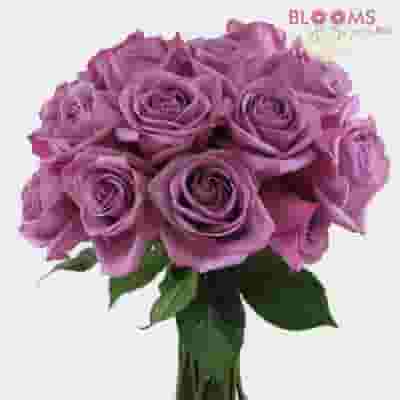 Lavender Rose 60 cm.