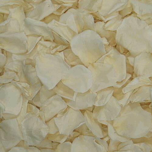 Ivory / Bridal White FD Rose Petals (30 Cups)