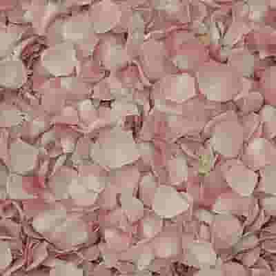 Petite Pink FD Rose Petals (30 Cups)