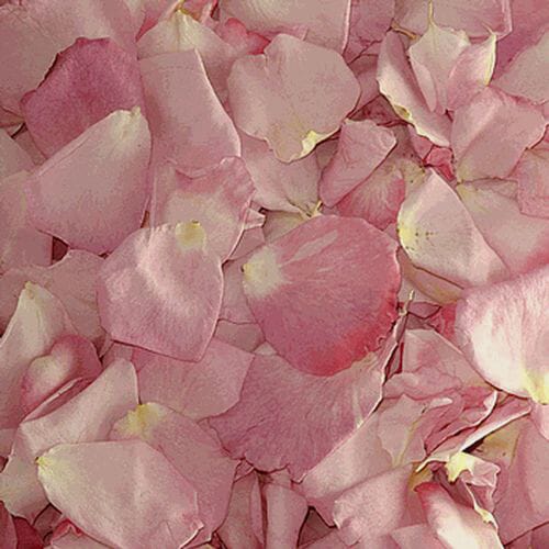 Wholesale flowers: Bridal Pink FD Rose Petals (30 Cups)