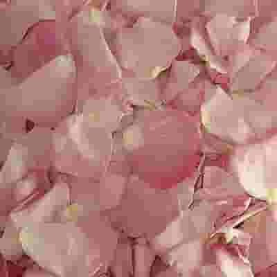 Bridal Pink FD Rose Petals (30 Cups)