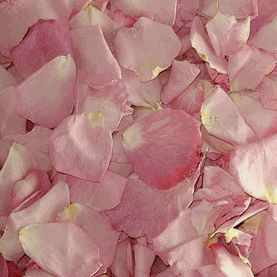 Bridal Pink FD Rose Petals (30 Cups) - Wholesale - Blooms By The Box