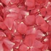 Passion Pink FD Rose Petals (30 Cups)