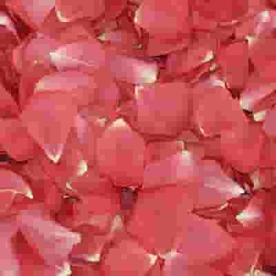 Passion Pink FD Rose Petals (30 Cups)