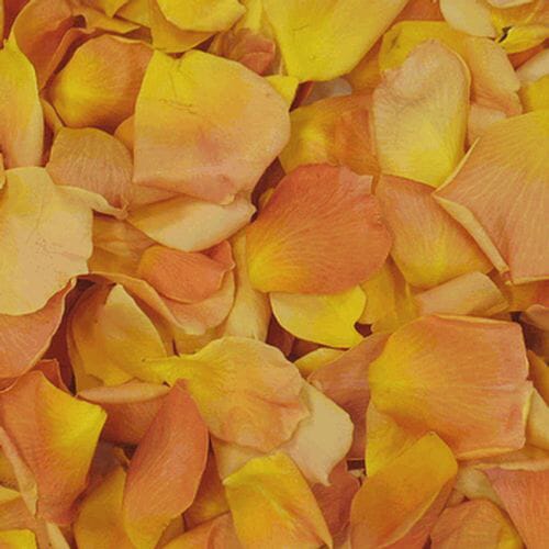 Yellow / Orange FD Rose Petals (30 Cups)