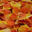 Orange / Yellow FD Rose Petals (30 Cups)