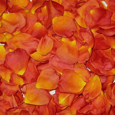 Assorted Pastel Blend FD Rose Petals (30 Cups) - Wholesale - Blooms By The  Box