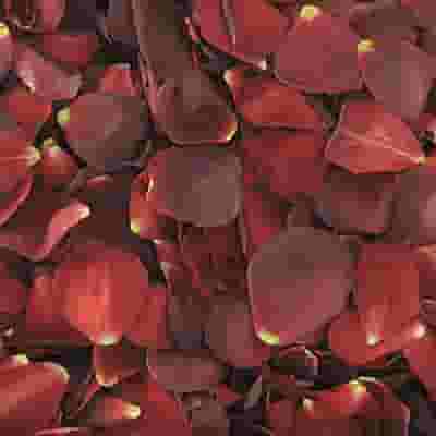 Red / Brown FD Rose Petals (30 Cups)