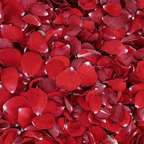 Wholesale flowers prices - buy Valentine Red FD Rose Petals (30 Cups) in bulk