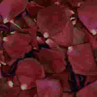 Crimson Red FD Rose Petals (30 Cups)