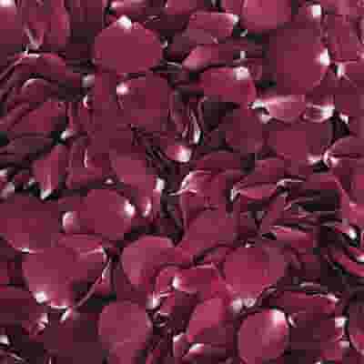 Merlot Red FD Rose Petals (30 Cups)