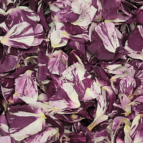 White / Deep Red Fd Rose Petals (30 Cups)